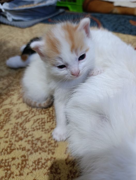 Отдам в хорошие руки котят