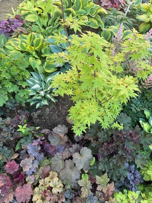 Многолетние растения