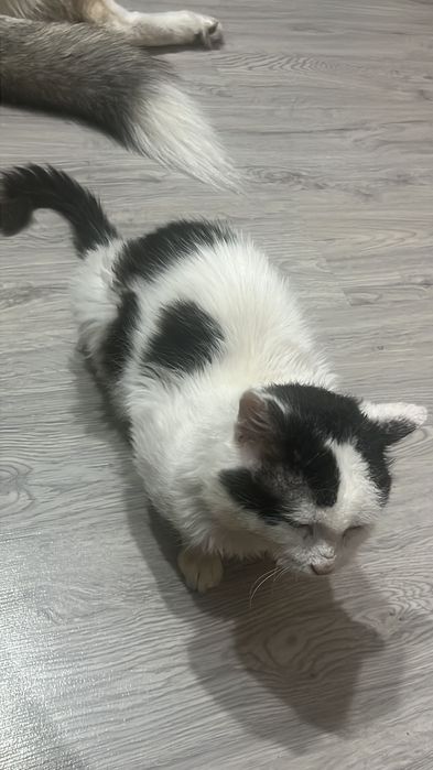 Donez motănel iubitor