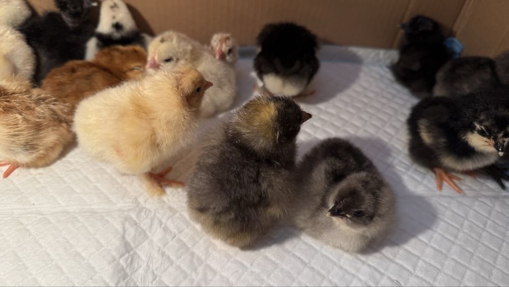 Цыплята домашних кур