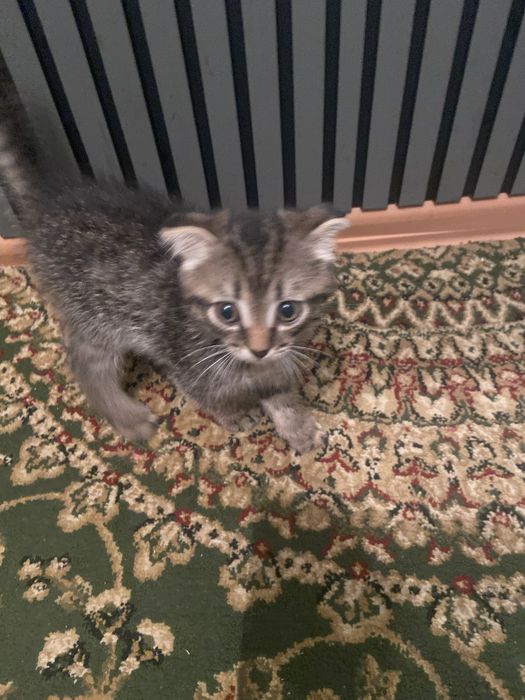 Отдам котенка девочка