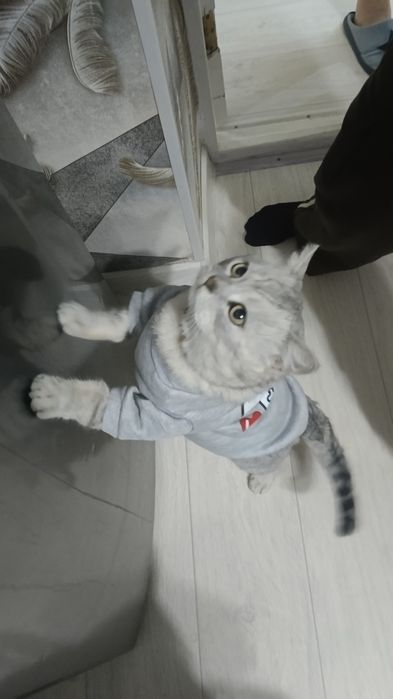 Кот породистый (сатылмайды)