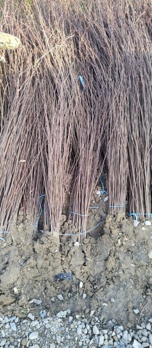 Puieti salcâm frasin fag carpen ulm plop mesteacăn brad molid Tei arin