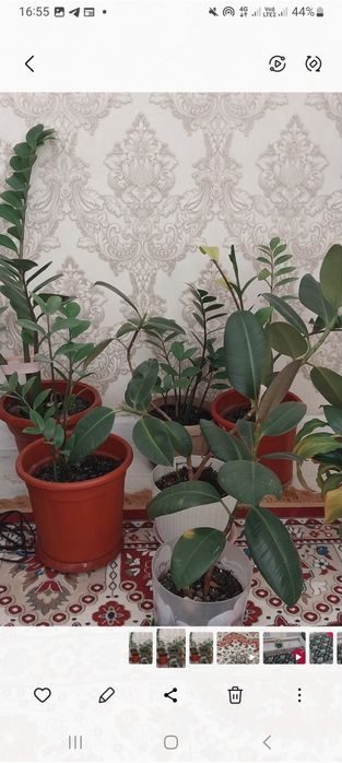 Гүлдер сатылады 20 000