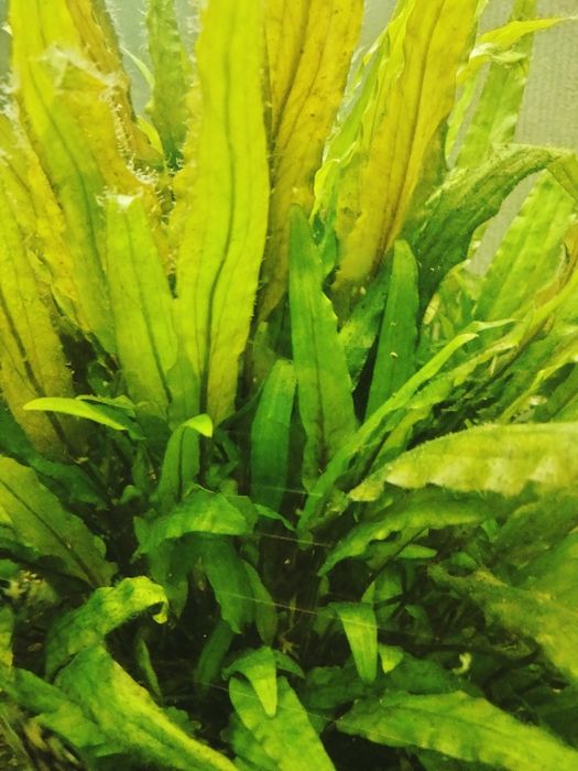 Продам растения аквариумные крептокарина