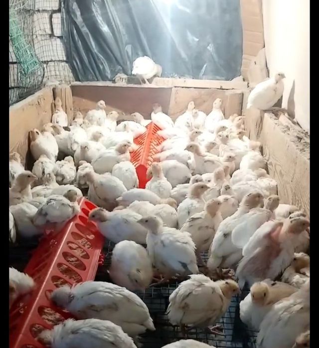 Бедана техас гиган привазной расия  зотидан инкубацыон тухум ва жо