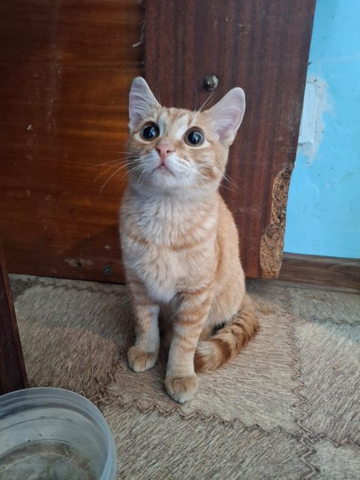 Котенок мальчик 4 месяца