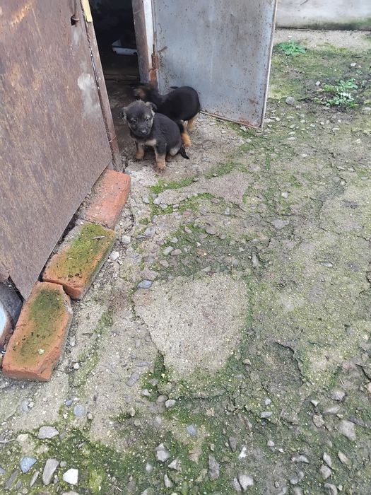 Подарявам кучета