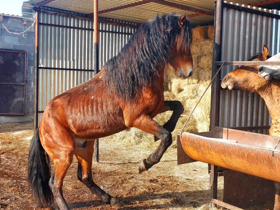 Айгыр жеребец жуасс