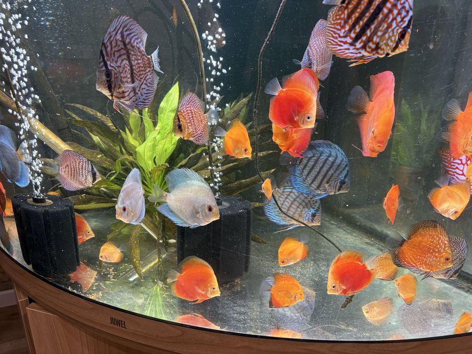 Pui discus  red melon si pigeon
