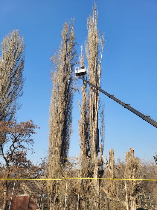 Спил распил дерево обрезка плодовых деревьев