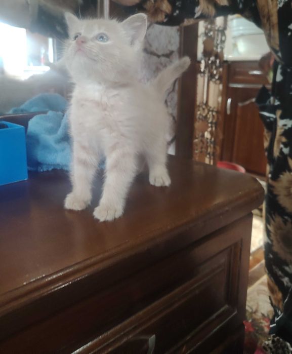 Отдам котёнка в добрые руки