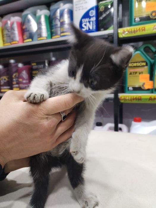 Отдам котёнка в хорошие руки