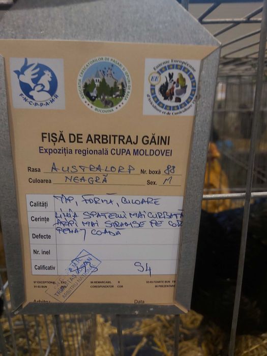 Cocosi australorp pe negru si albastru