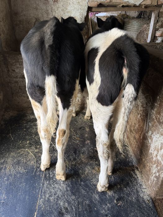 Vand 2 vitele intarcate