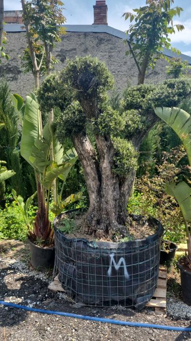 Maslini bonsai seculari 100 pe stoc rezistenti la ger
