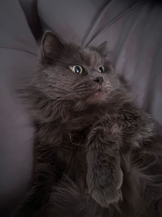 Пропал кот на аблакетке