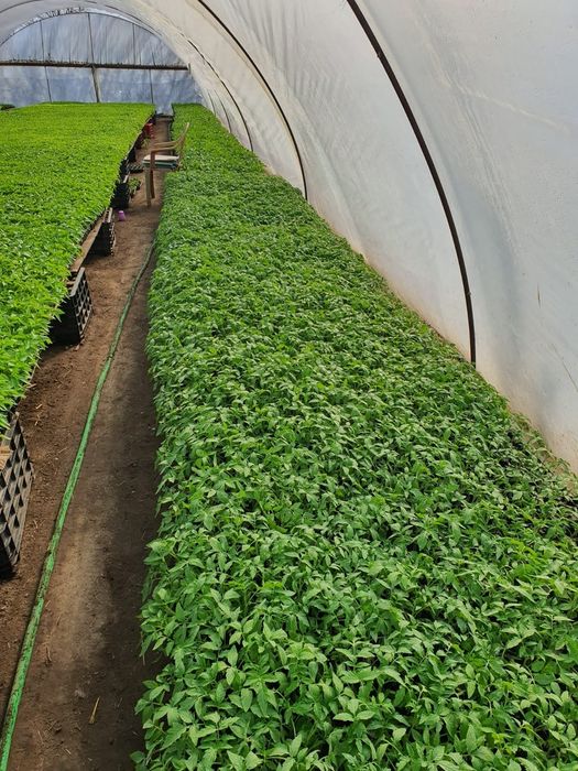 Răsaduri legume pt solar .