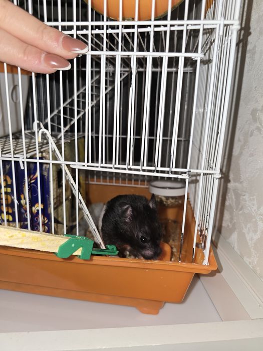 Хомяк сирийский с клеткой