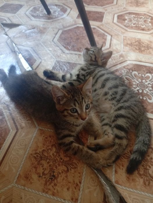 Отдам котят в добрые руки