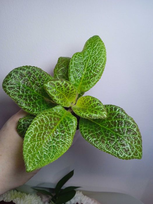 Продам эписции.. ...