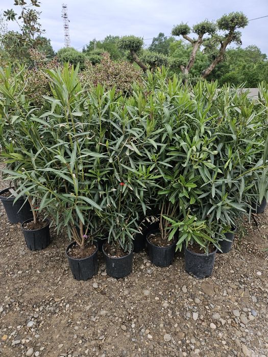 Catalpa globulara  artar