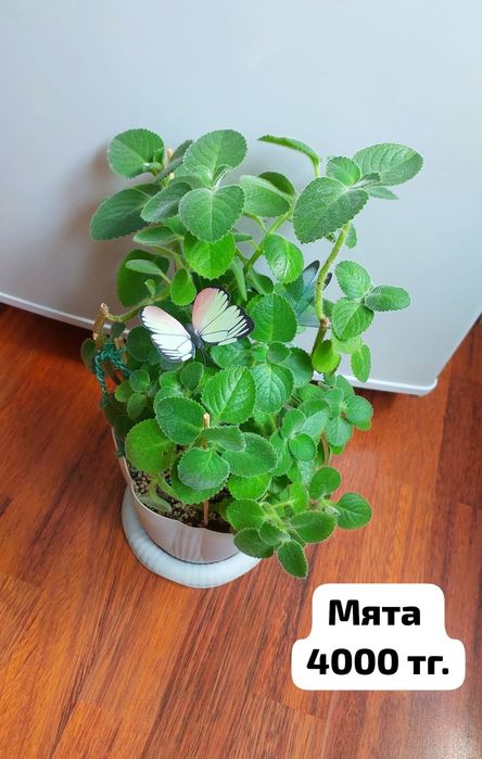 Мята комнатная в продаже
