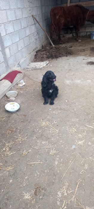 Спайдер ит сотилади