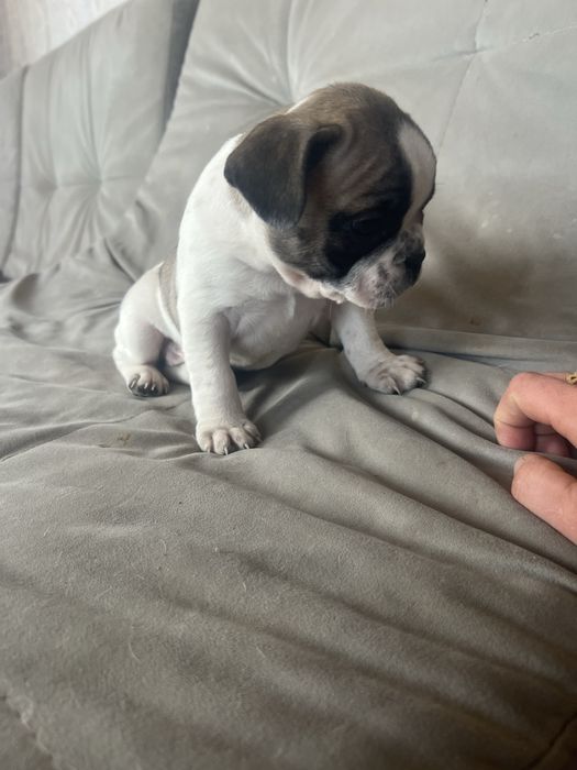 Продам французкого бульдога