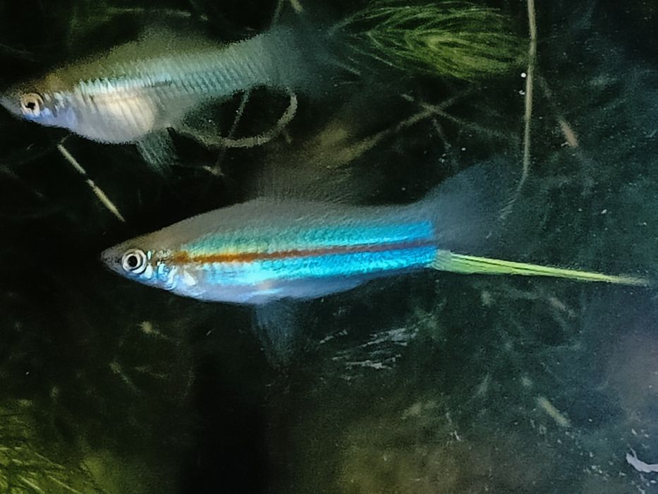 Меченосцы аквариумные рыбки