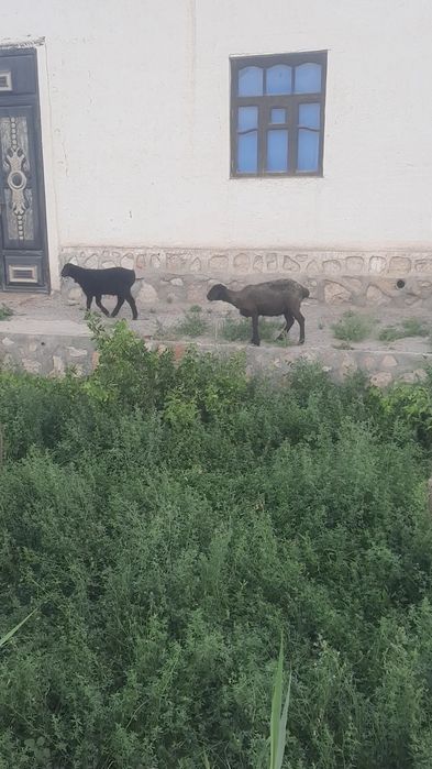 Она бача казоки куй сотилади