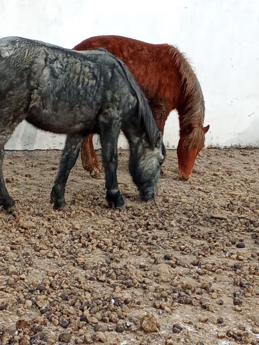 Тай кунанга шыгар сатылады