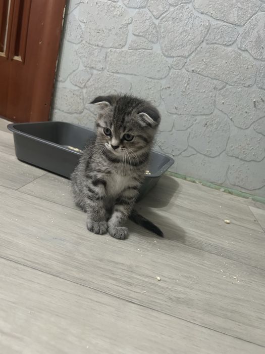 Продам котенка вислоухого