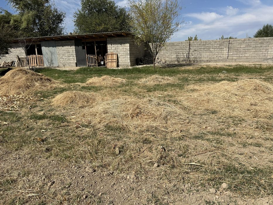 Агароттагы майда шоп