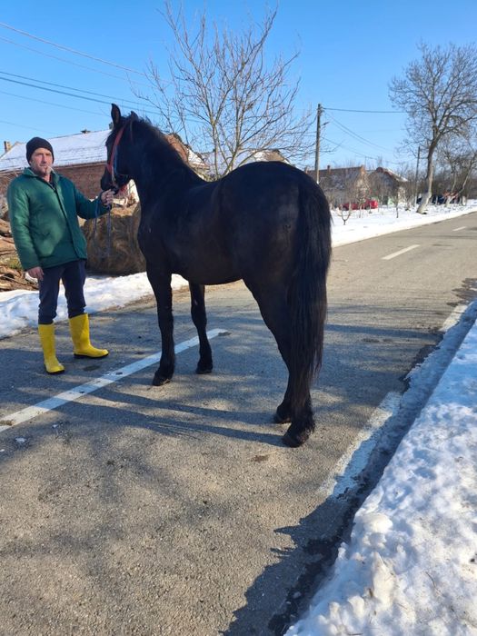 Vând mânz in vârstă de un an