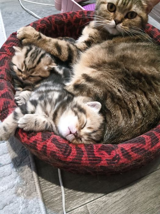 Котенок девочка британка.