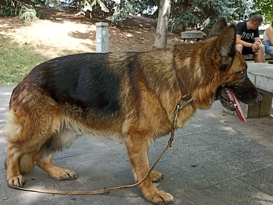 Vînd femelă CG. foarte frumoasă cu pedigree .