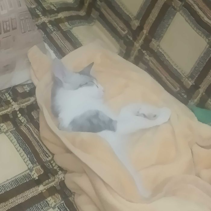 Срочно, отдаем котенка в хорошие руки