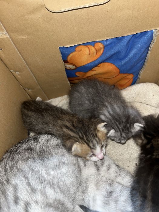 Ерекше түсті марғаулар