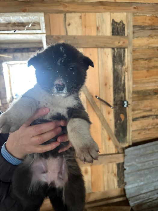 Отдам в добрые руки