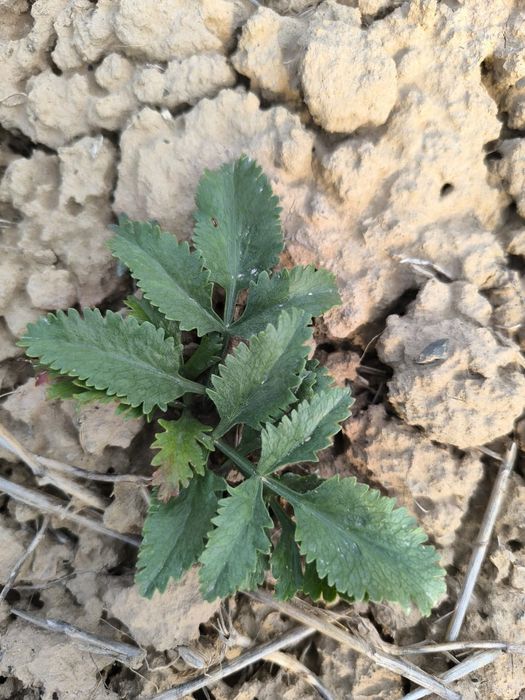 Каврак уруглар шираси сотилади