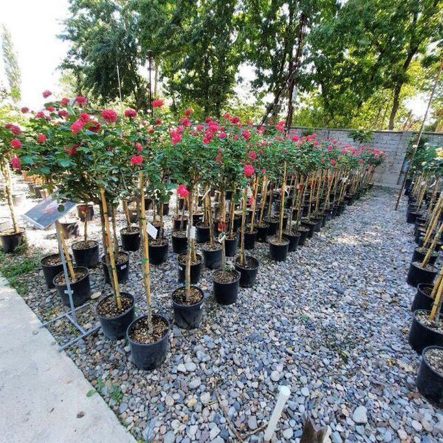 Shtampoviy  atirgul ko'chati sotiladi