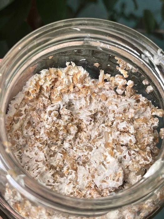 100 грамм Ежовик Гребенчатый