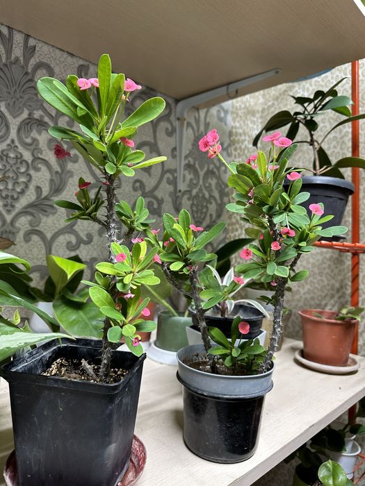 Үй гүлдері сатылады