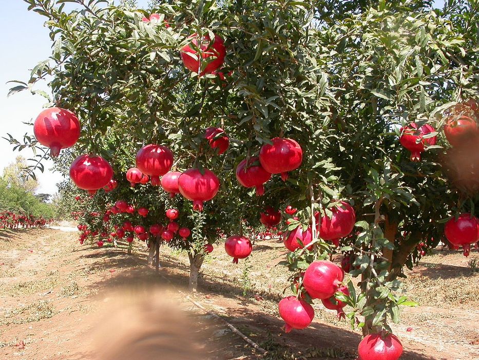 Pomi Exotici (Rodiu )