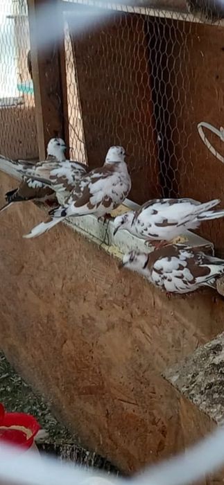 Ouă de găini australorp pentru incubat. Prepelițe și Turturele.