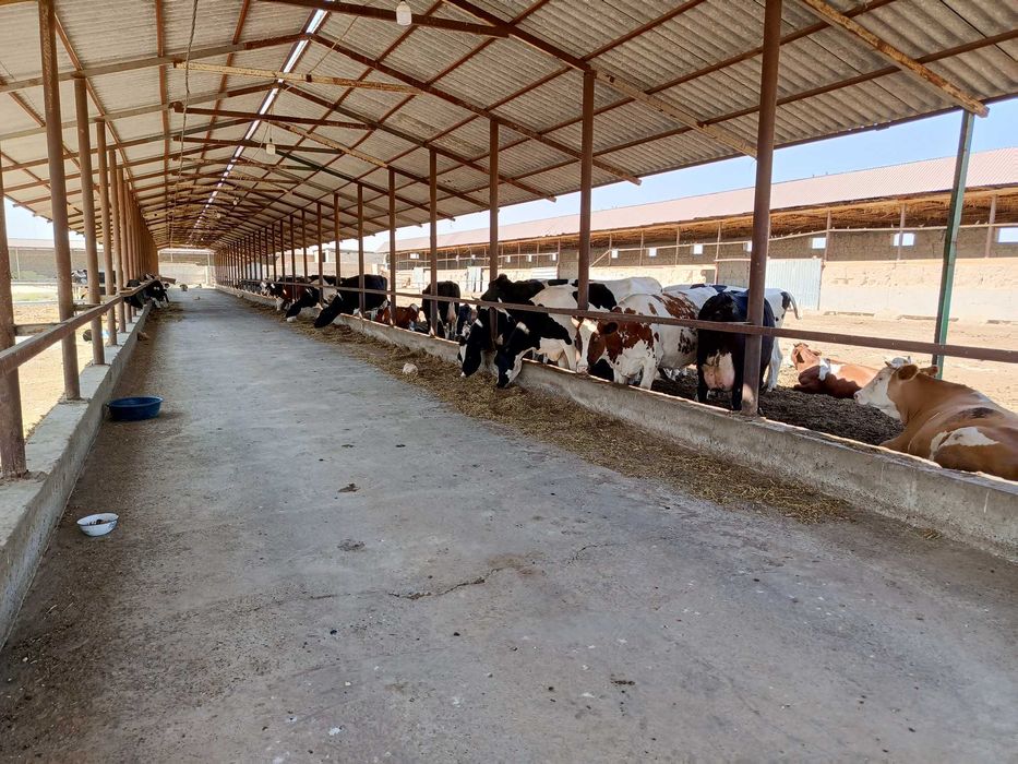 Ферма 3.5 Га город Каттакурган цена 450 000 уе торг есть