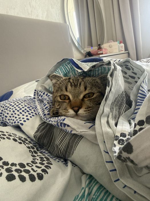 Шотландский вислоухий, бенгальский Кот