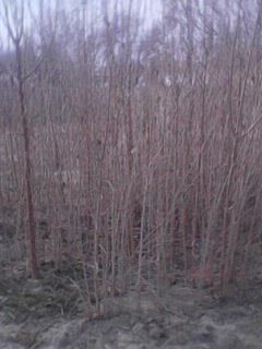 ТУТ кучатлари сотилади