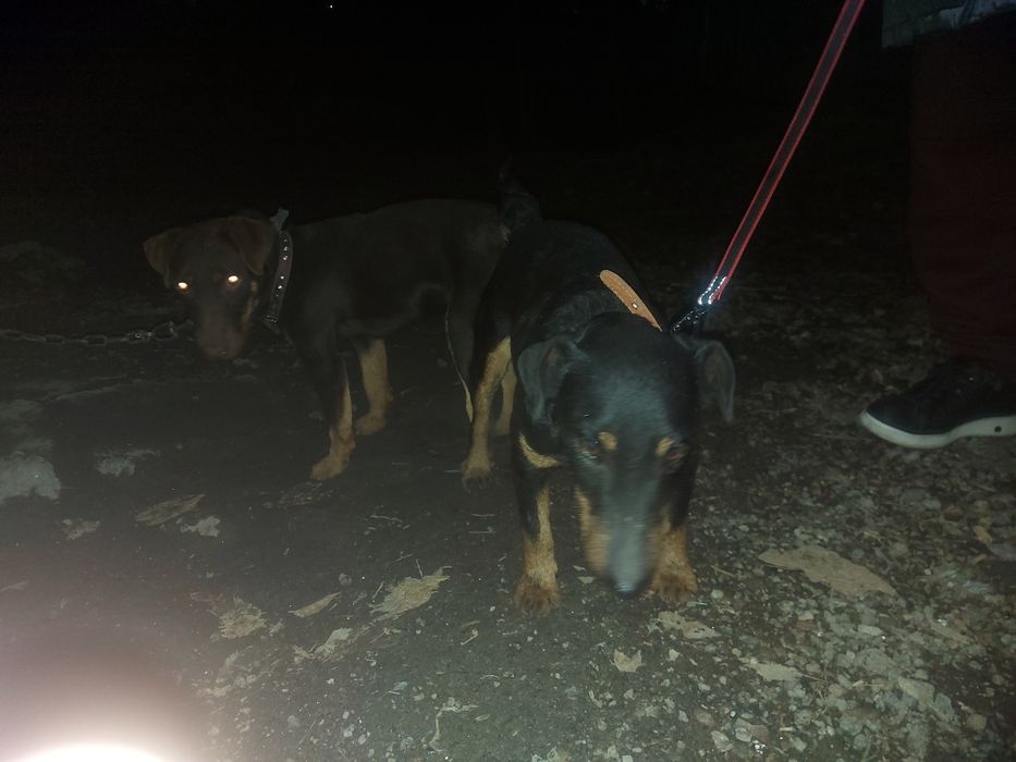 Алиментные Щенки  Ягдтерьер